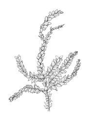 Eurhynchium speciosum,  habit. Drawn from J.E. Beever 34-66, CHR 406969.
 Image: R.C. Wagstaff © Landcare Research 2019 CC BY 3.0 NZ
